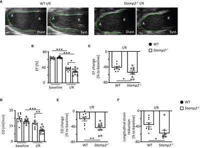 Stamp2 Protects From Maladaptive Structural Remodeling and Systolic Dysfunction in Post-Ischemic Hearts by Attenuating Neutrophil Activation